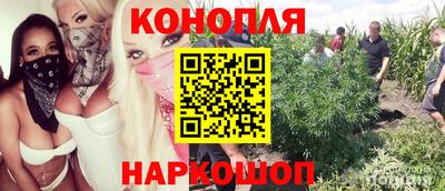 прущие грибы Будённовск